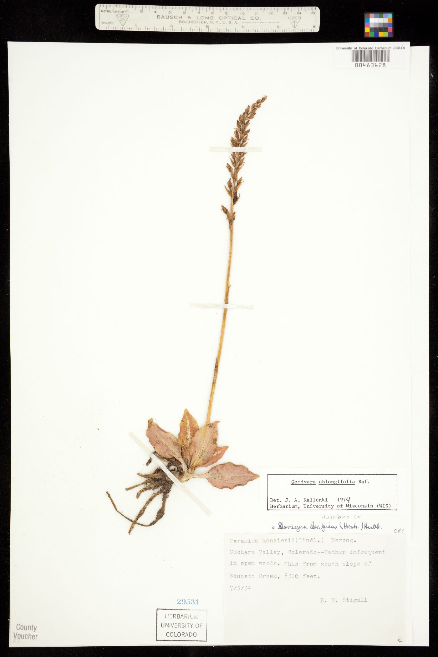 Goodyera oblongifolia image