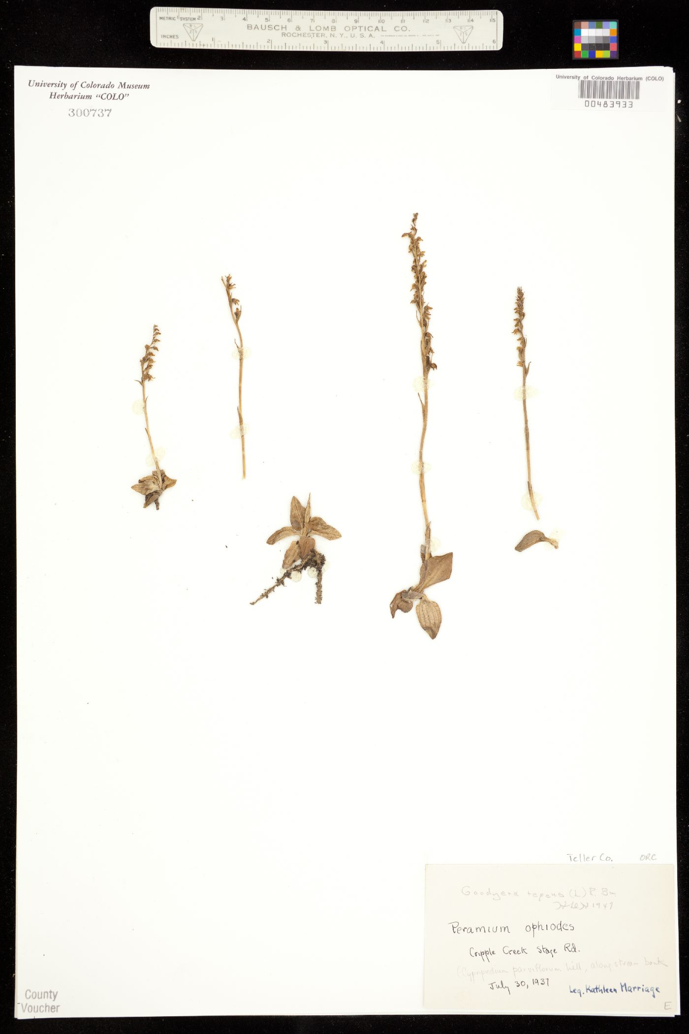 Goodyera repens image