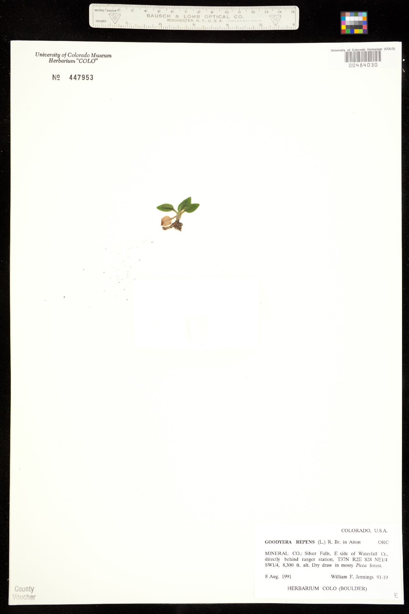 Goodyera repens image