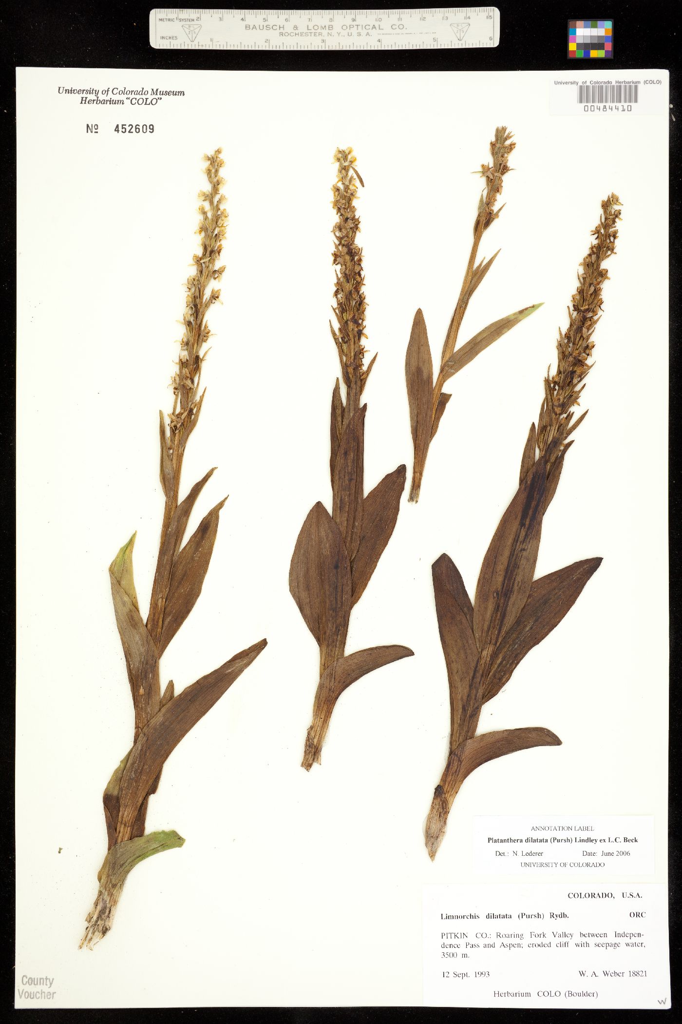 Platanthera dilatata image
