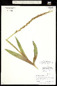 Platanthera tescamnis image
