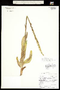 Image of Platanthera tescamnis