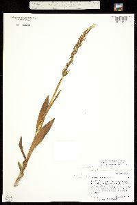 Image of Platanthera huronensis