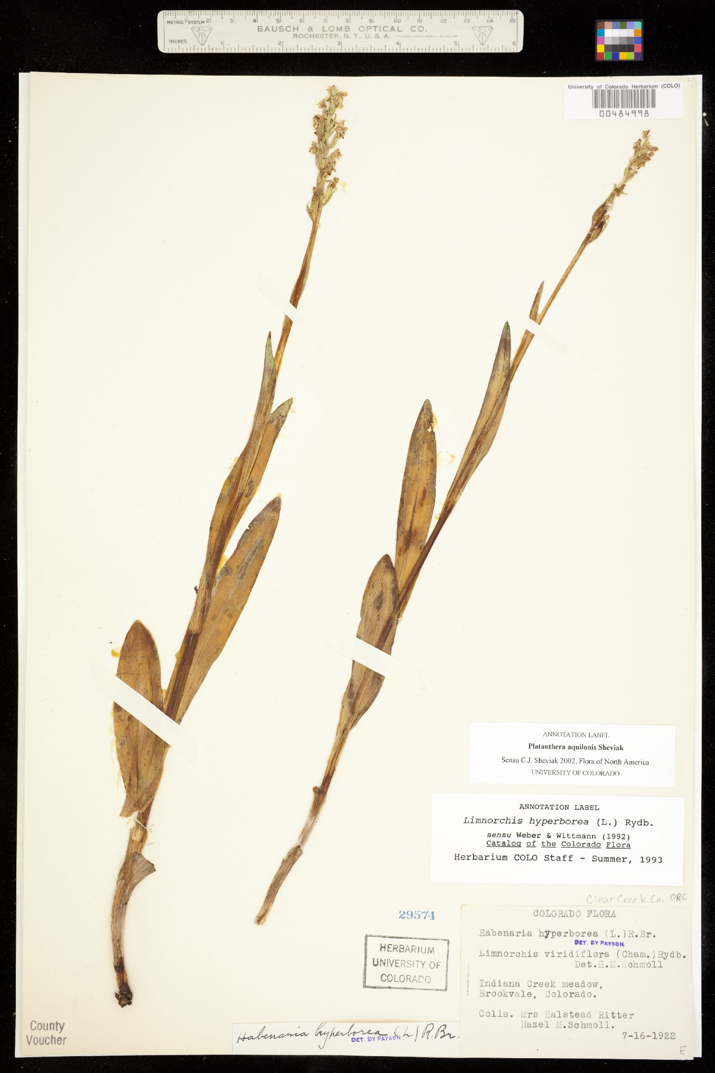Platanthera aquilonis image