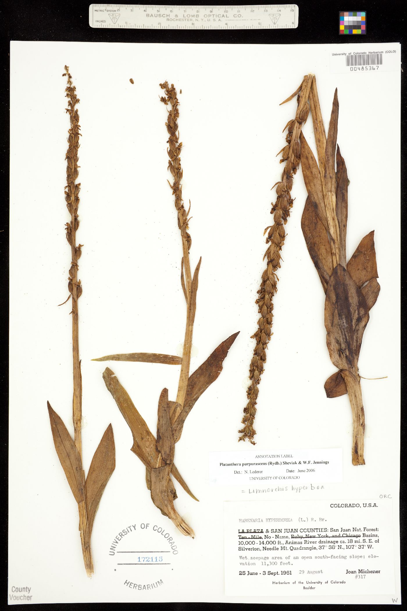 Platanthera purpurascens image