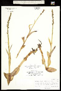 Platanthera purpurascens image