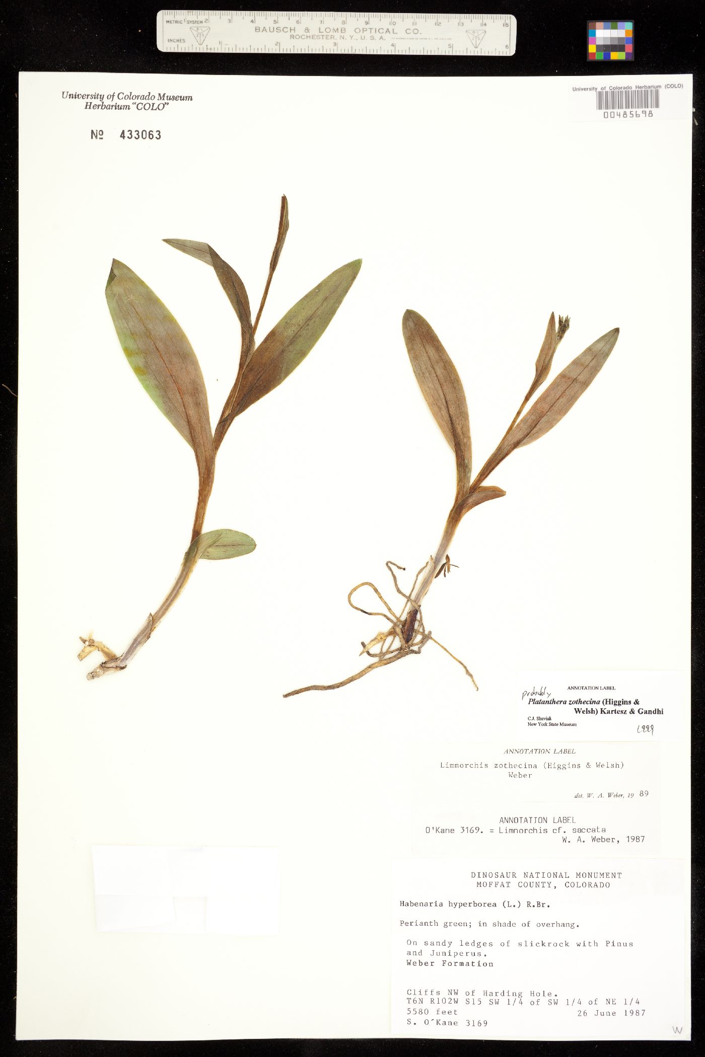 Platanthera zothecina image