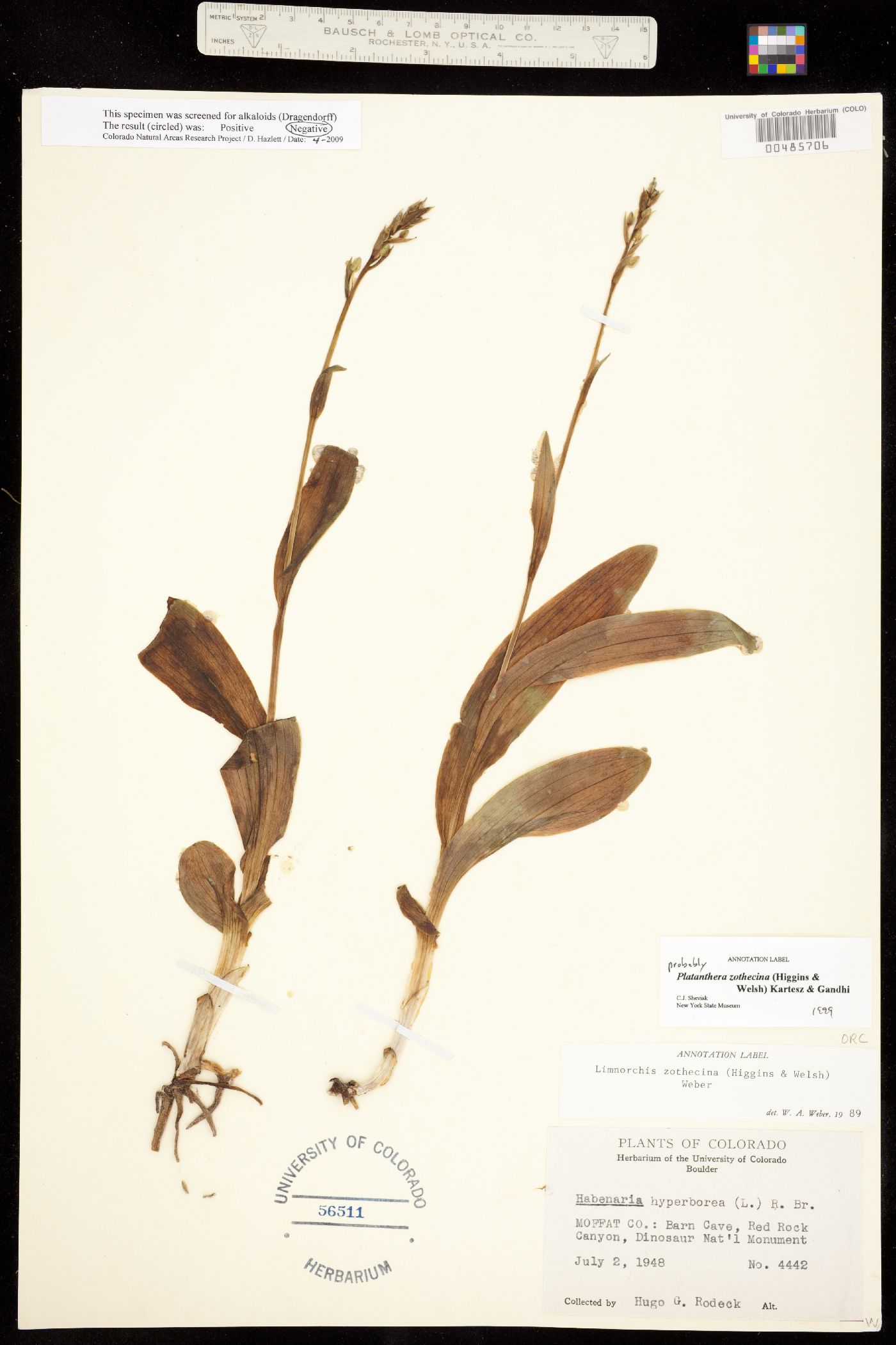 Platanthera zothecina image