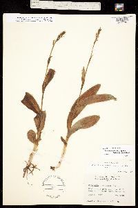 Image of Platanthera zothecina