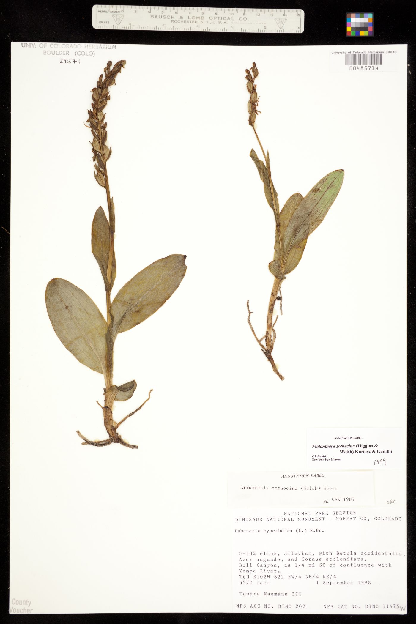 Platanthera zothecina image