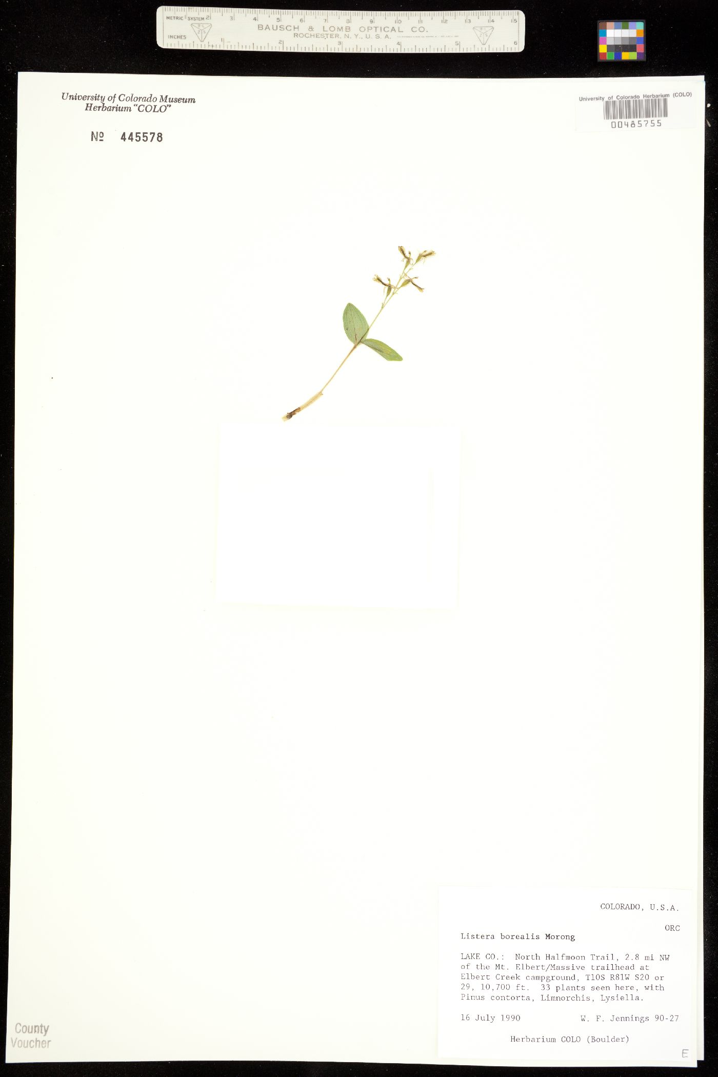 Listera borealis image