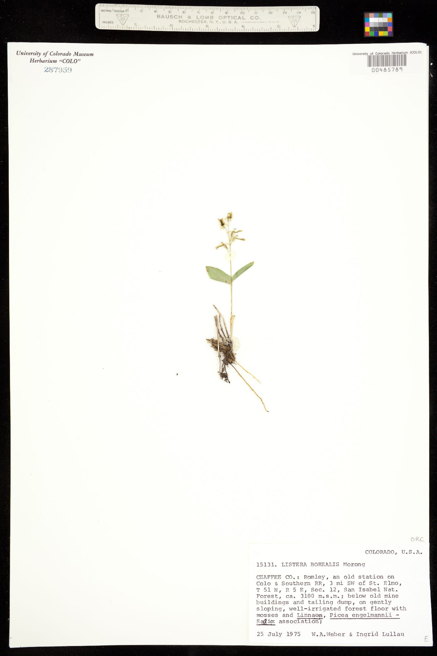 Neottia borealis image