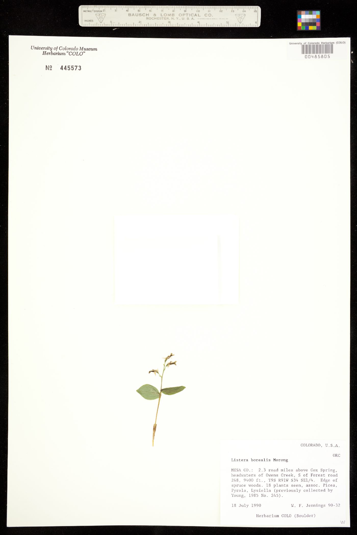 Neottia borealis image