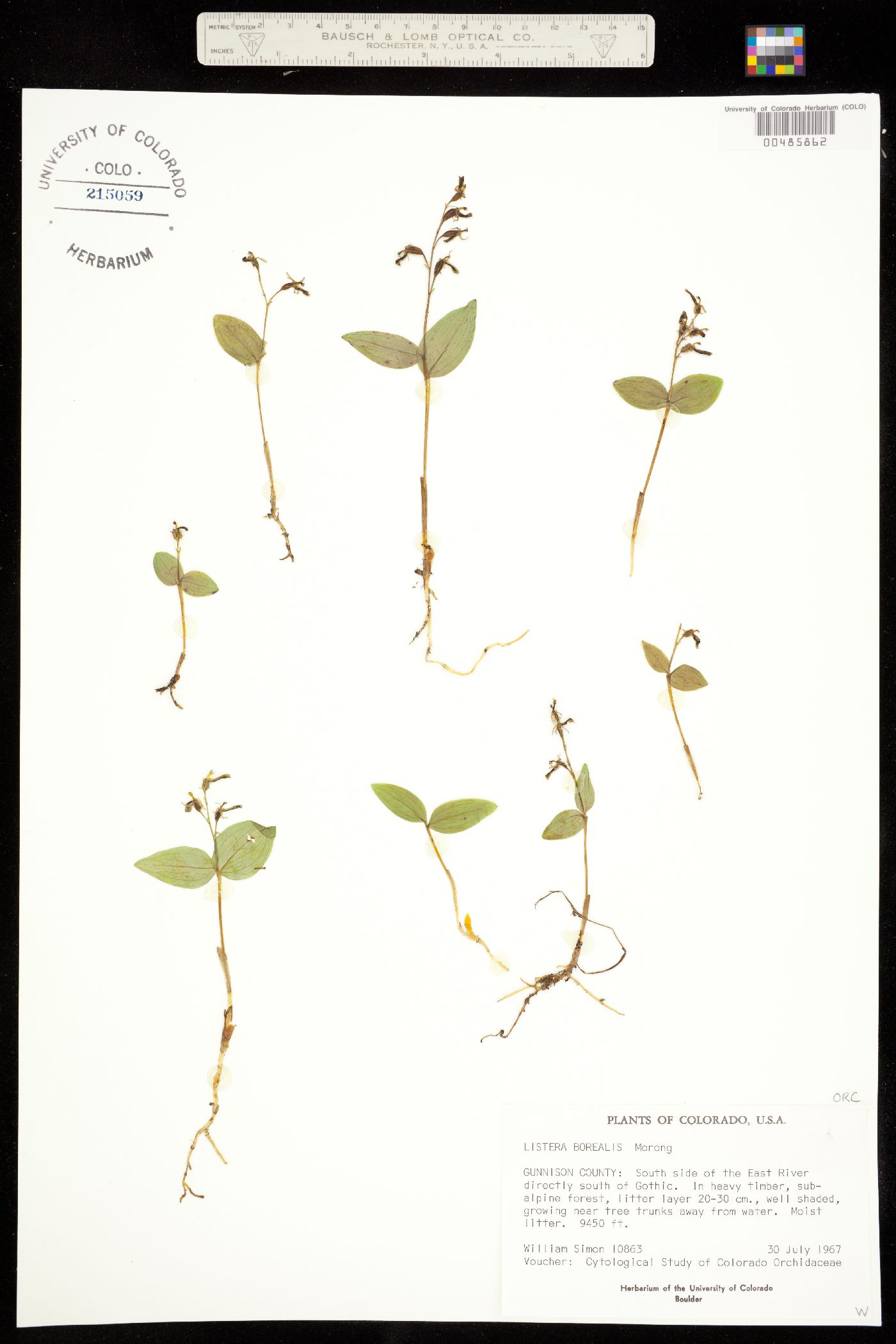 Neottia borealis image