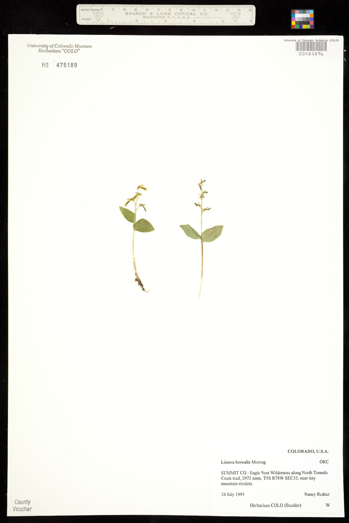 Neottia borealis image