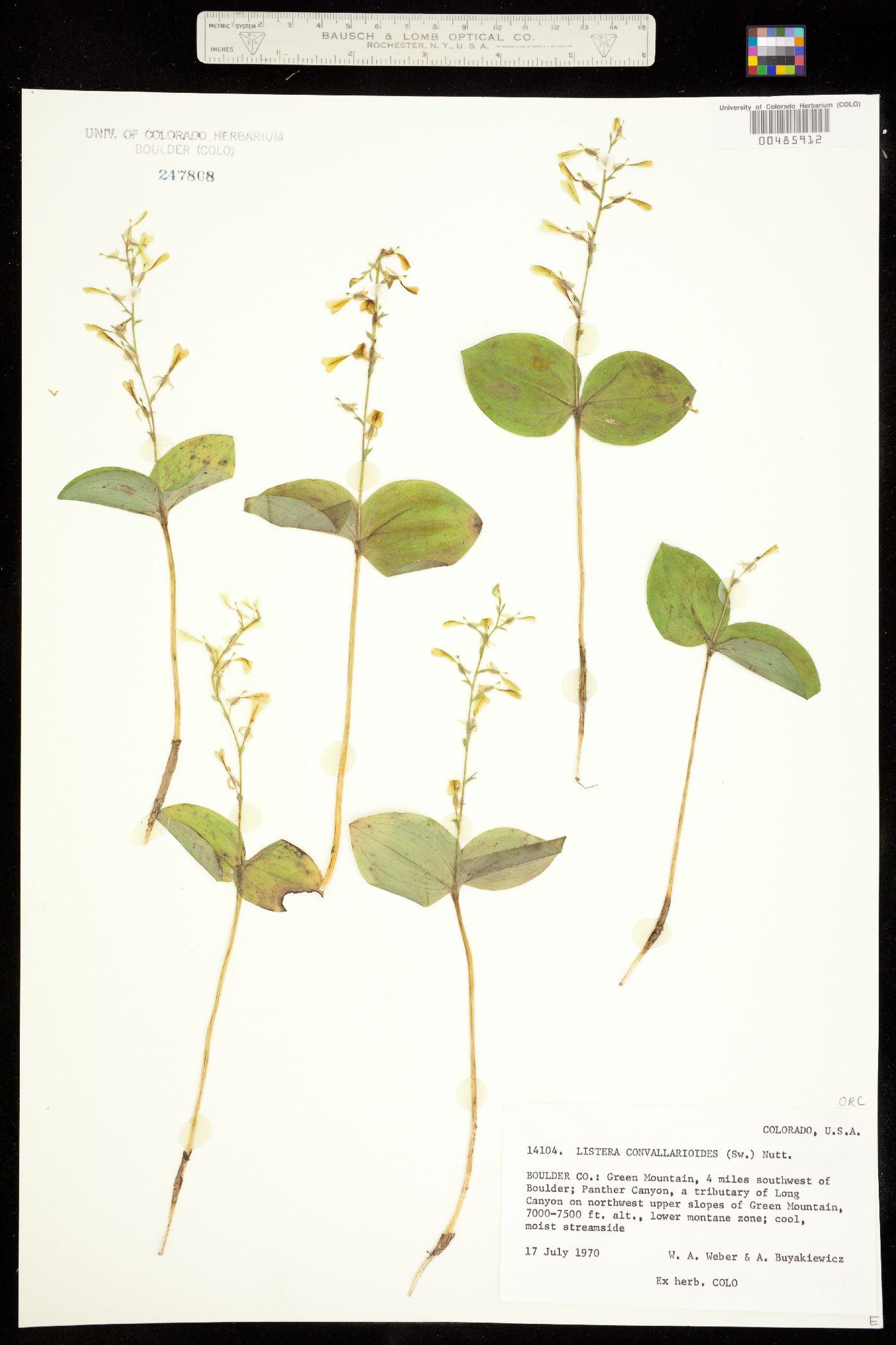 Neottia convallarioides image