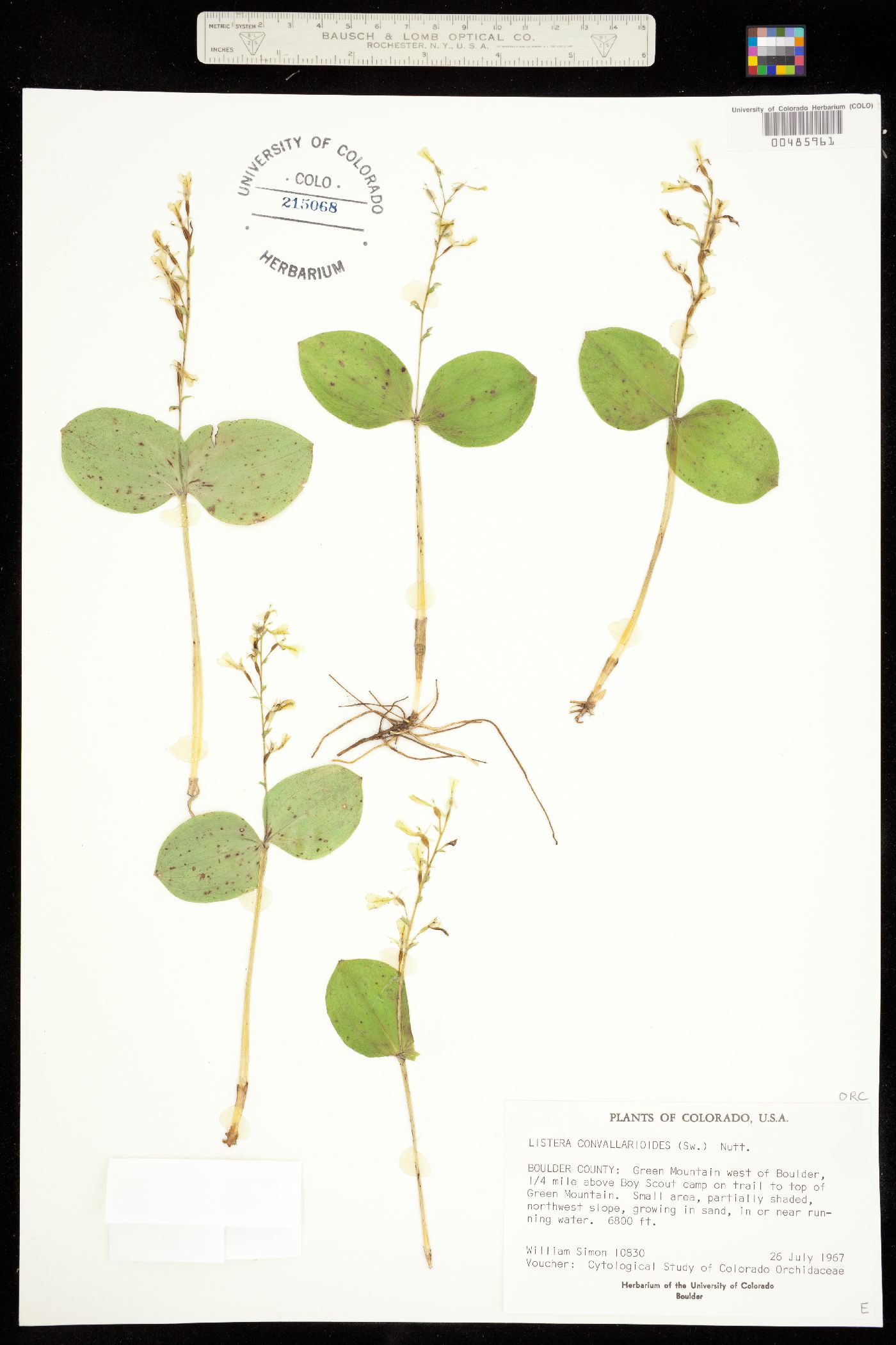 Neottia convallarioides image