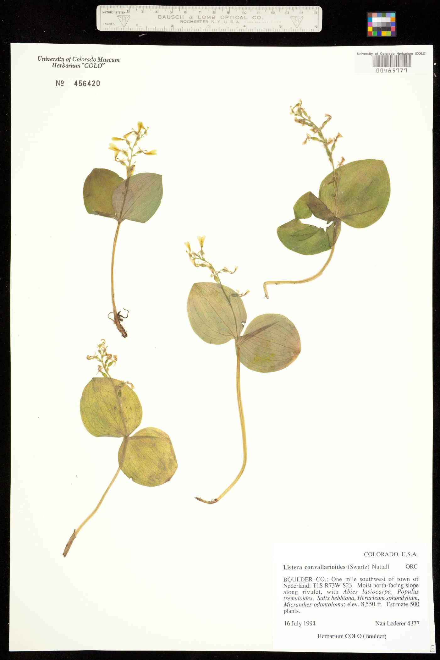 Neottia convallarioides image