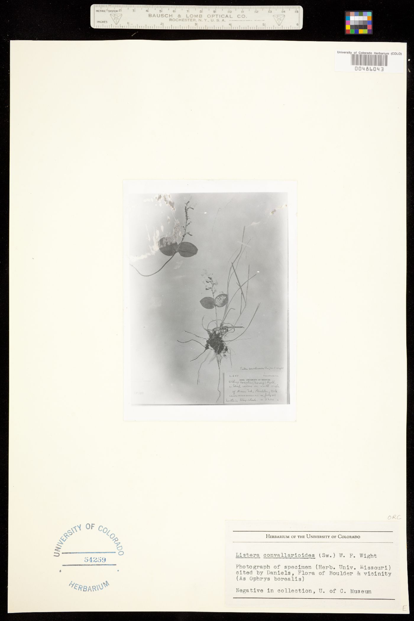 Neottia convallarioides image