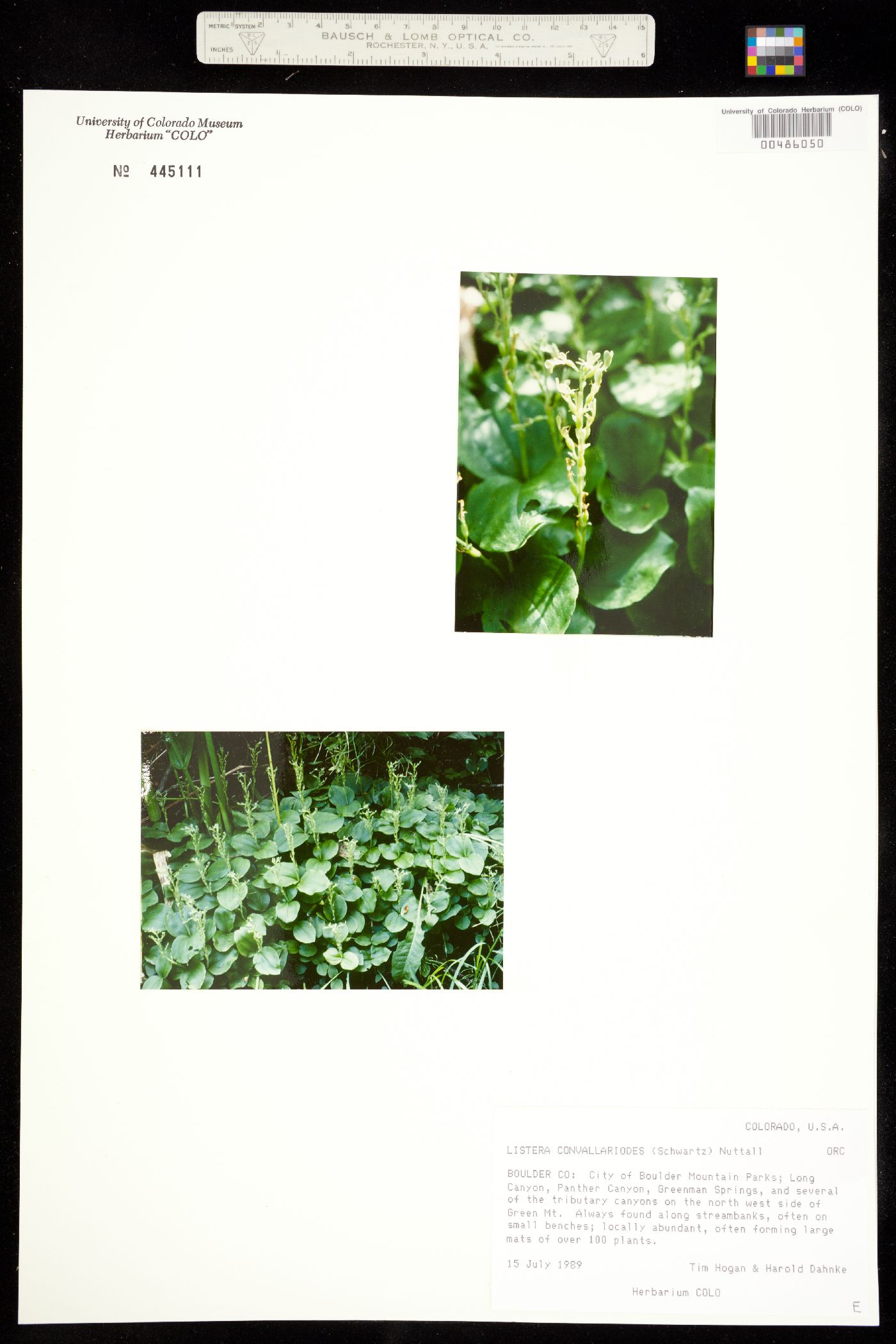 Neottia convallarioides image