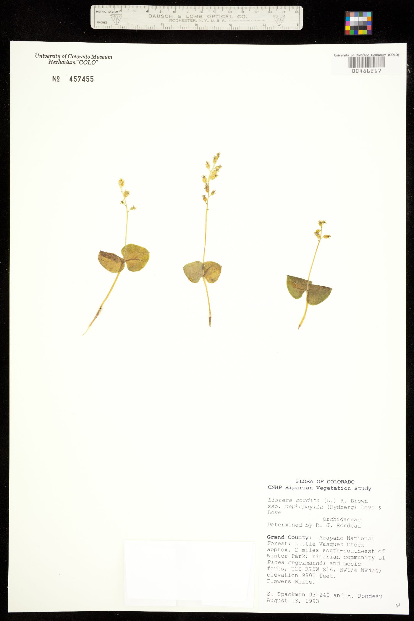 Neottia cordata image