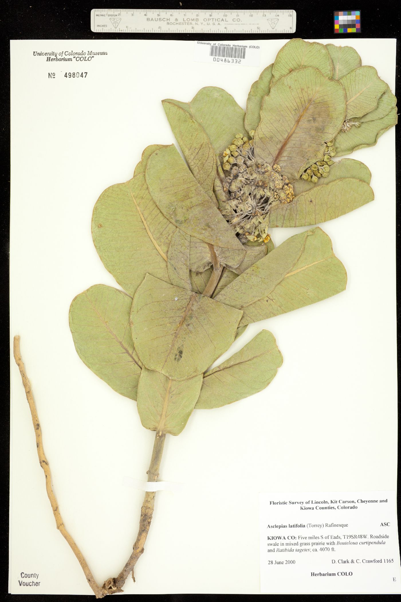 Asclepias latifolia image