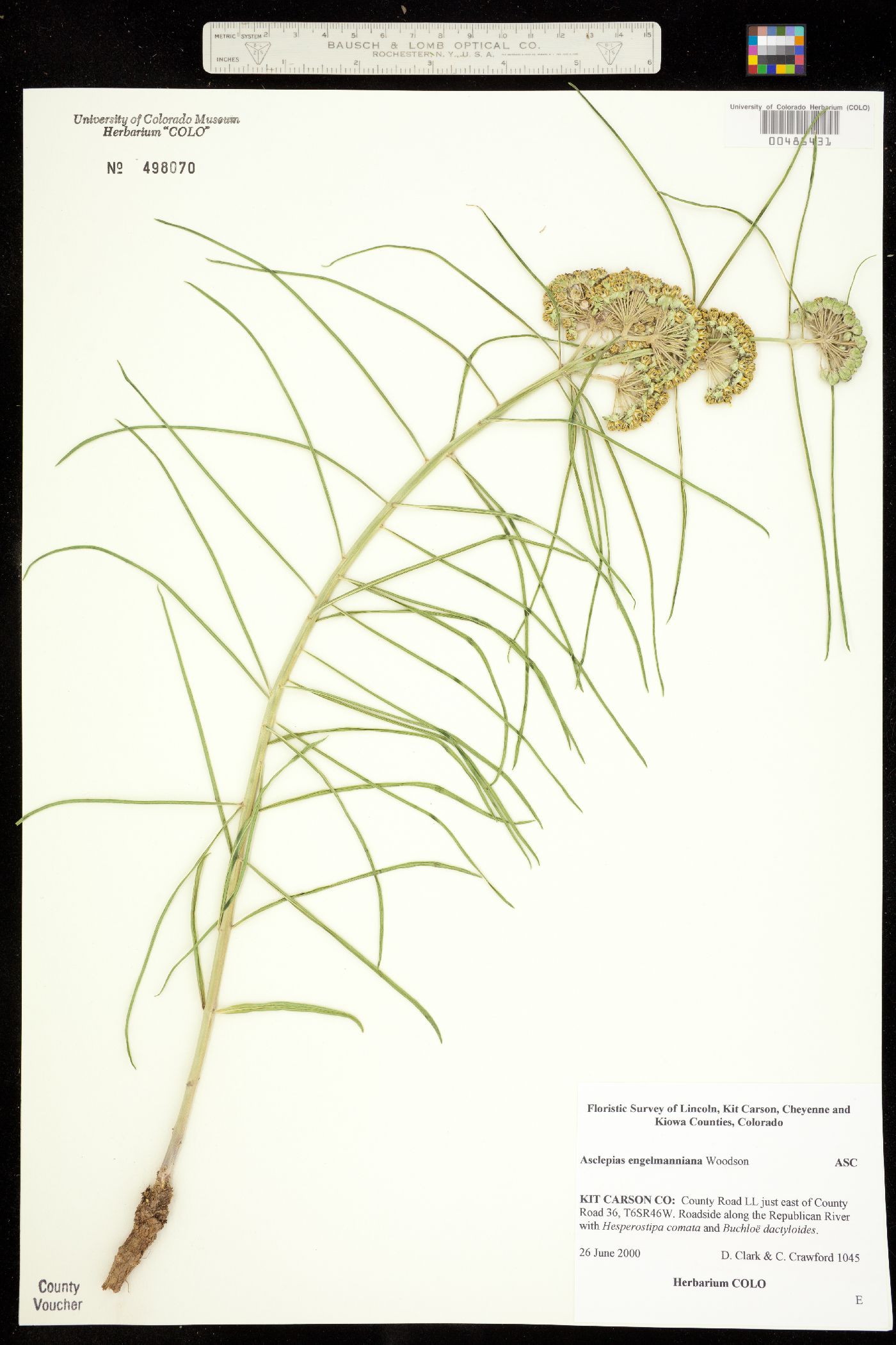 Asclepias engelmanniana image