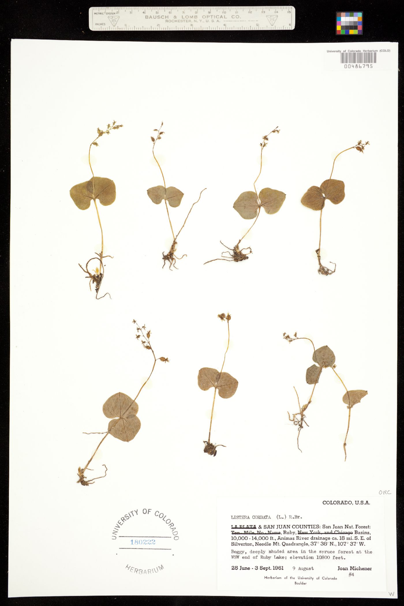 Listera cordata subsp. nephrophylla image