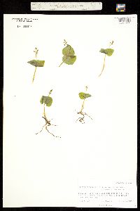 Listera cordata subsp. nephrophylla image