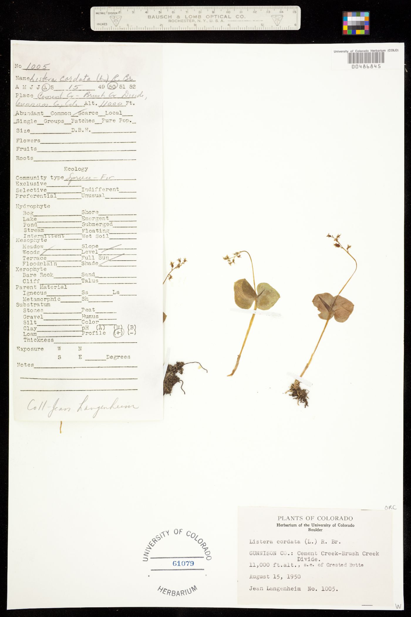 Listera cordata subsp. nephrophylla image