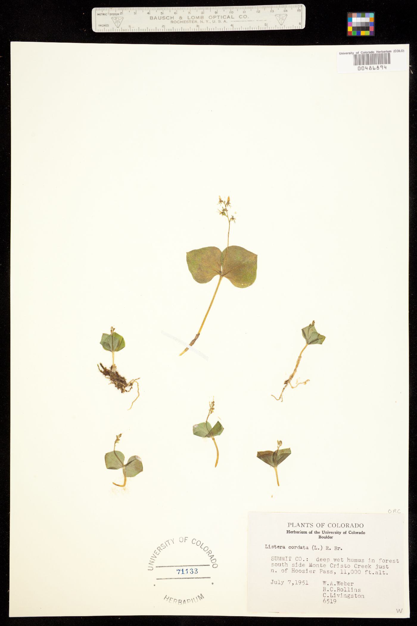 Listera cordata subsp. nephrophylla image