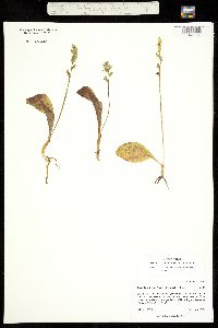 Image of Platanthera obtusata