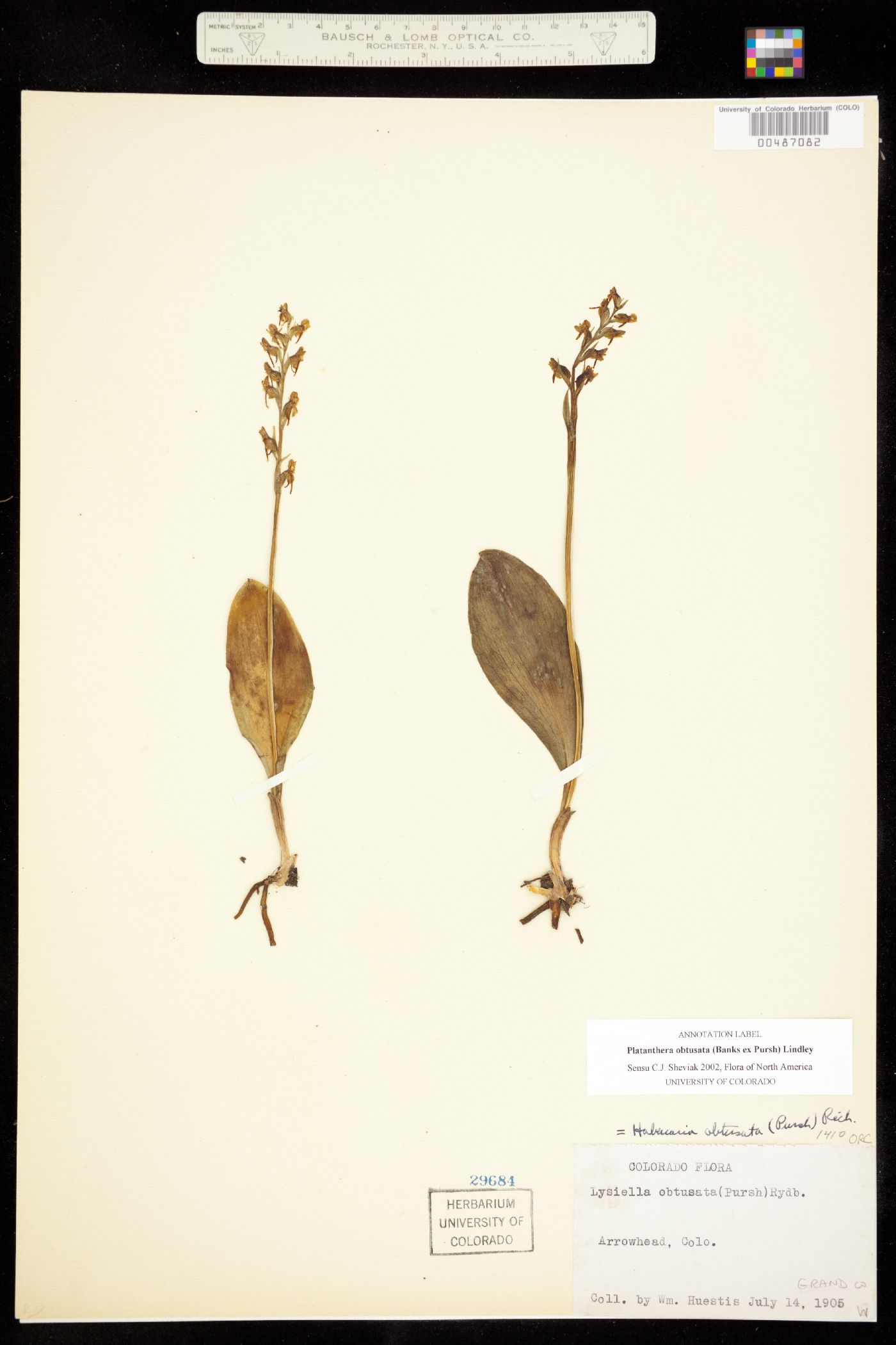 Platanthera obtusata image