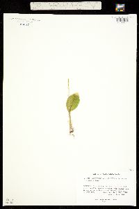 Malaxis monophyllos subsp. brachypoda image