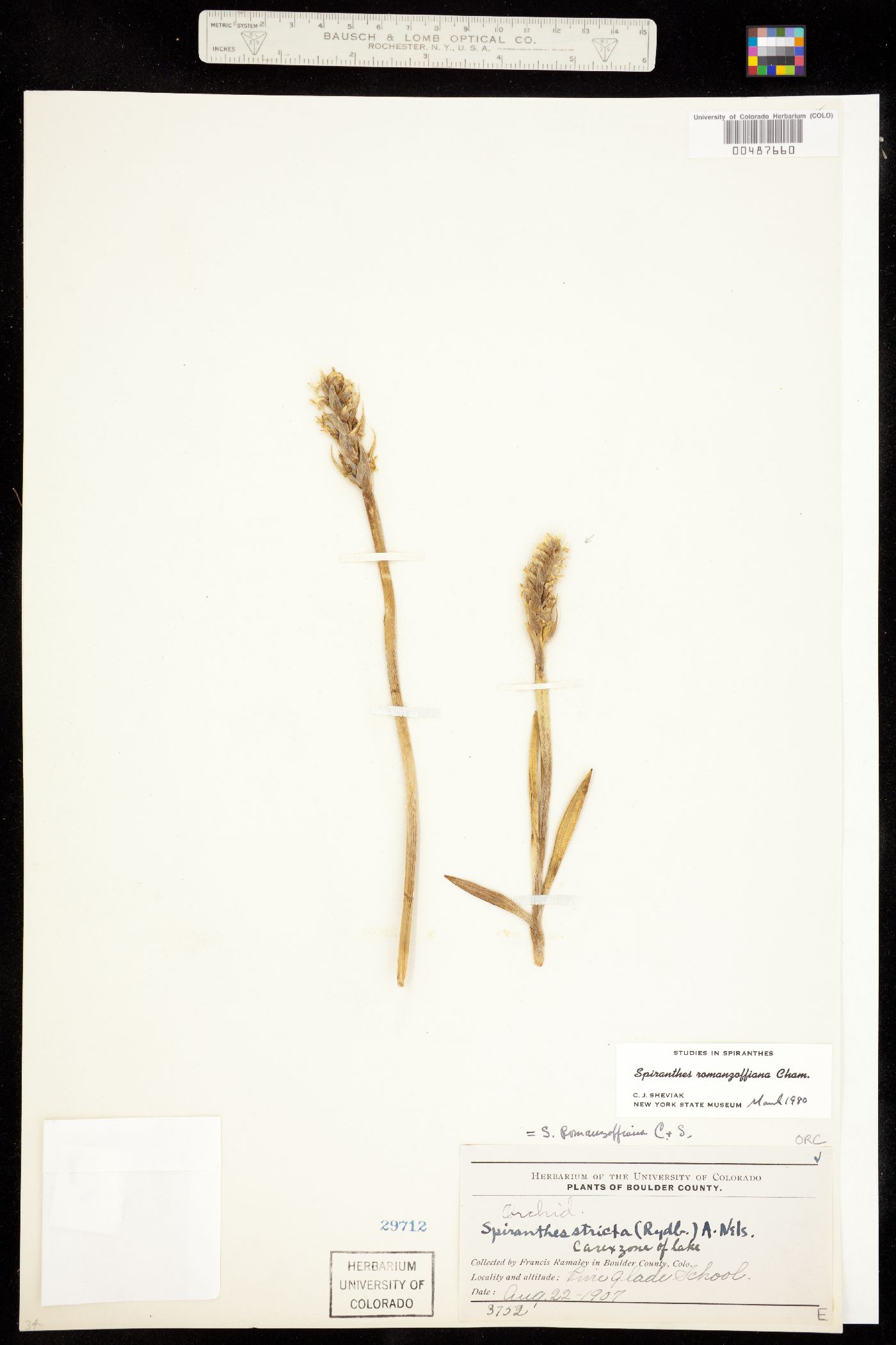 Spiranthes romanzoffiana image