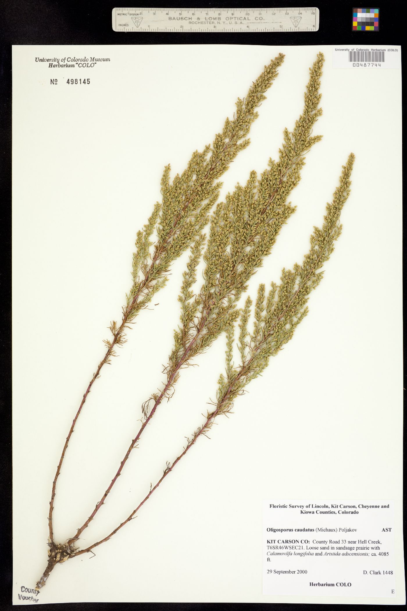 Oligosporus caudatus image