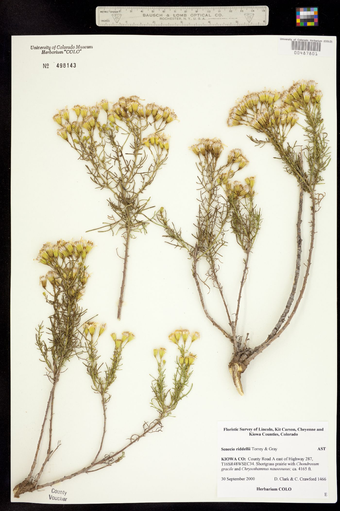 Senecio riddellii image