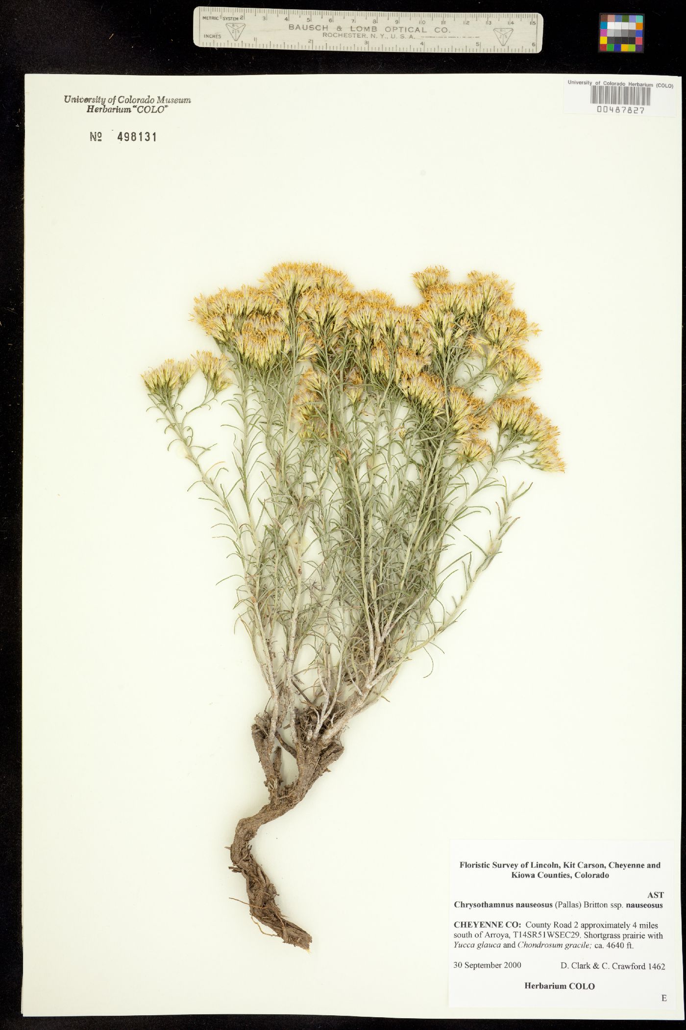Chrysothamnus nauseosus ssp. nauseosus image