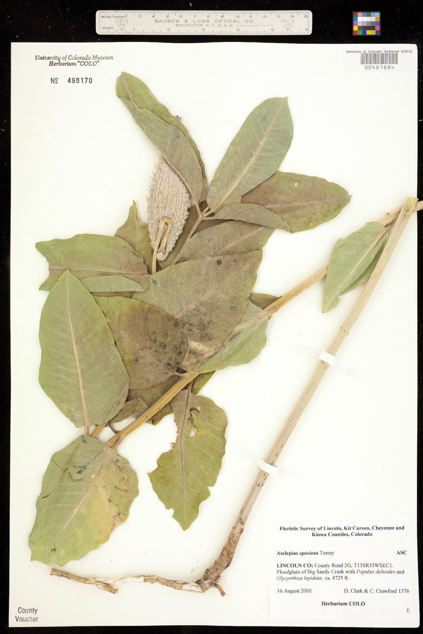 Asclepias speciosa image