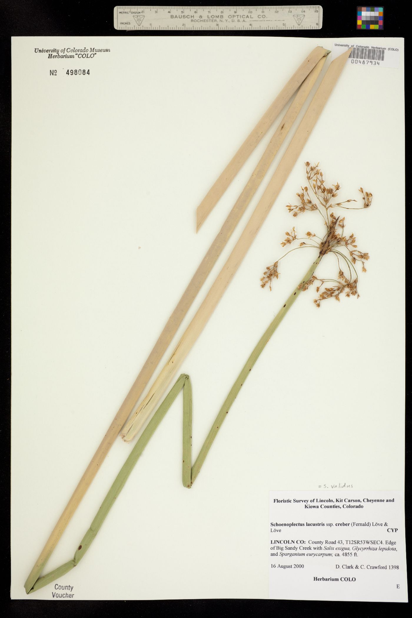 Schoenoplectus tabernaemontani image