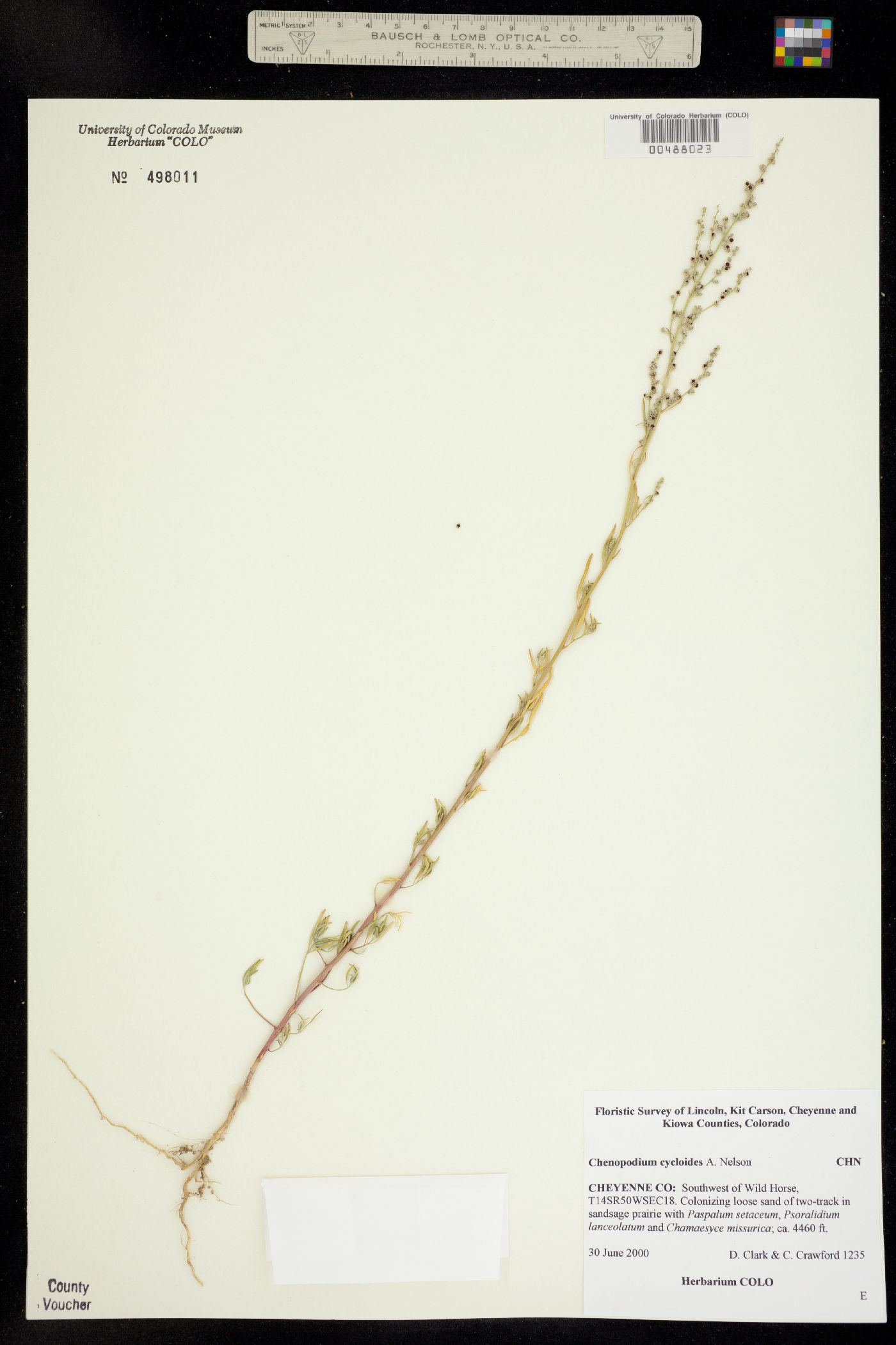 Chenopodium cycloides image