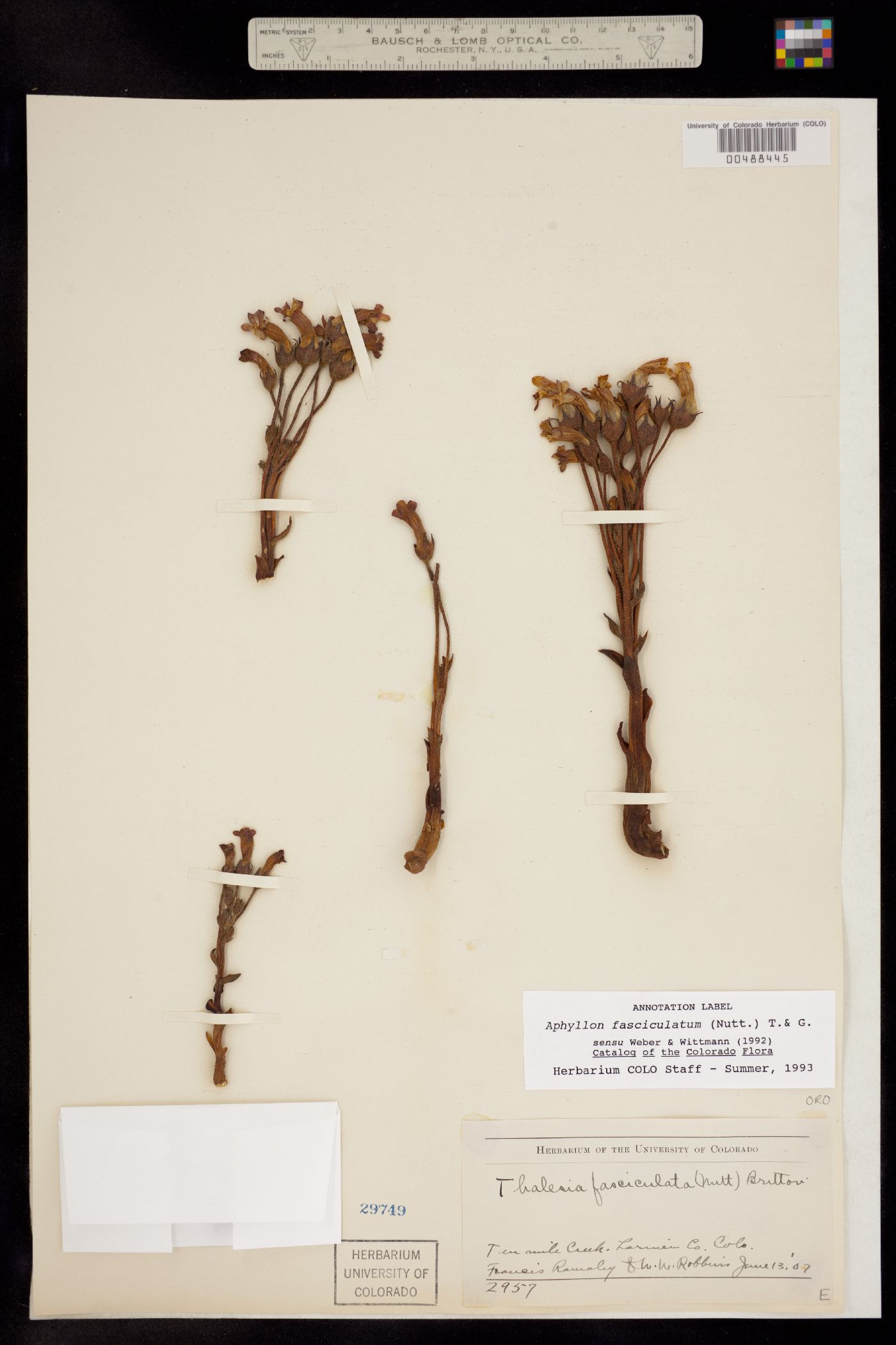 Orobanche image