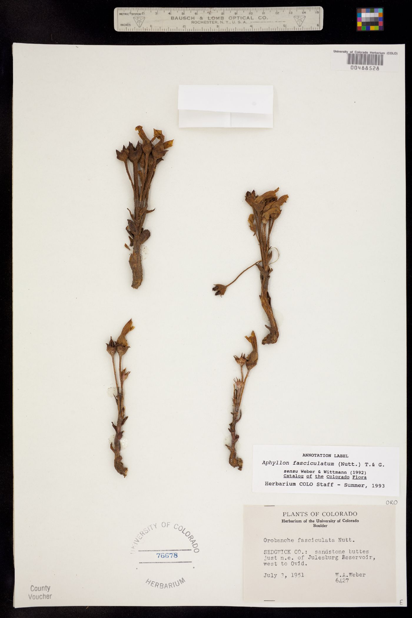 Orobanche fasciculata image