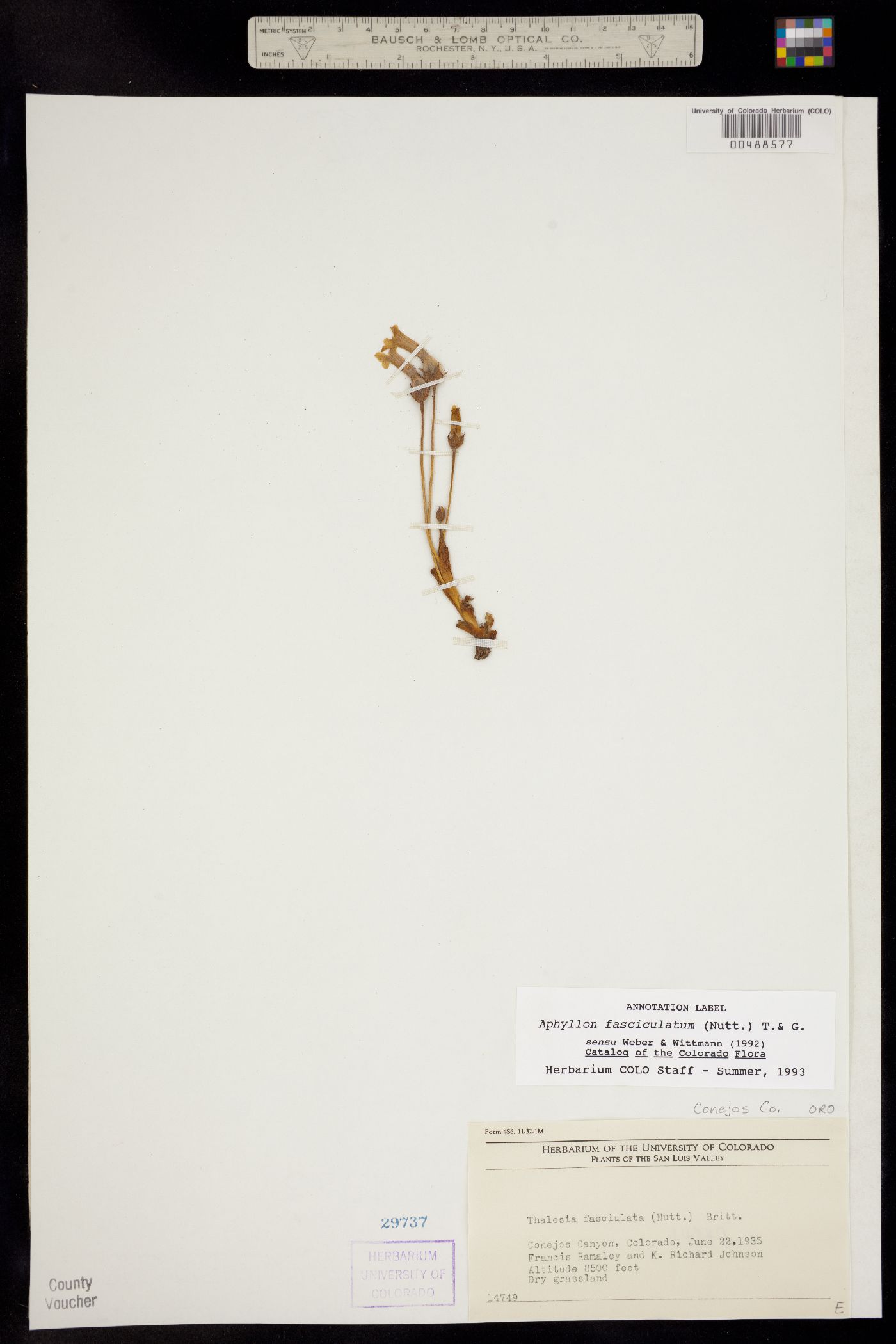 Orobanche fasciculata image
