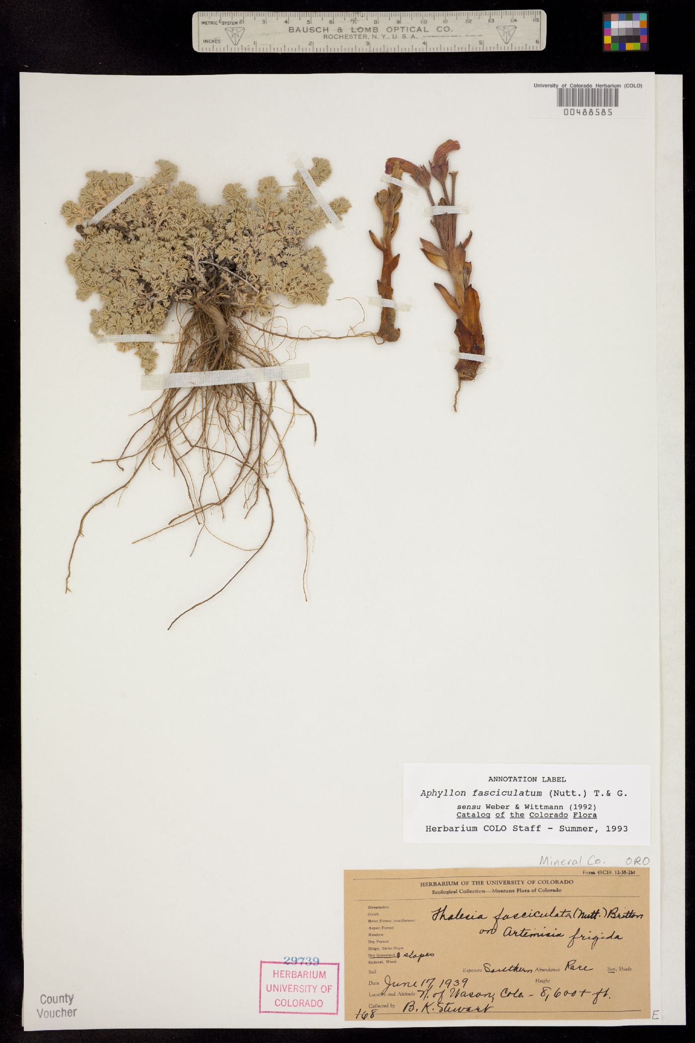 Orobanche fasciculata image