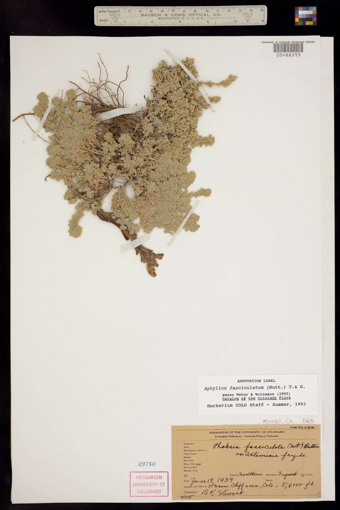 Orobanchaceae image