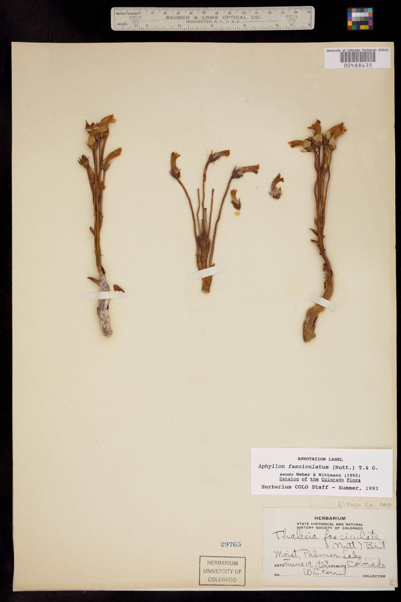 Orobanche fasciculata image