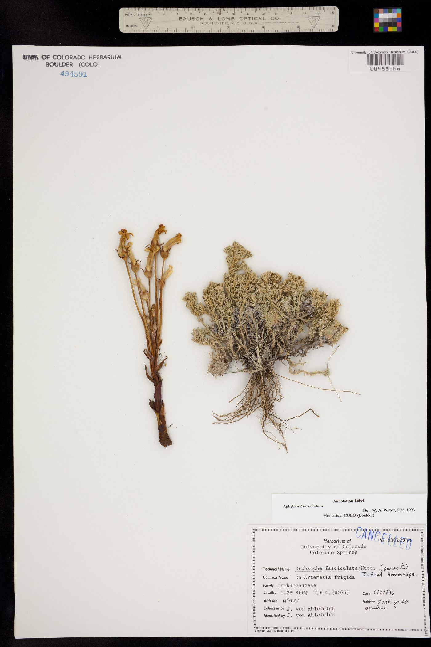 Orobanche fasciculata image
