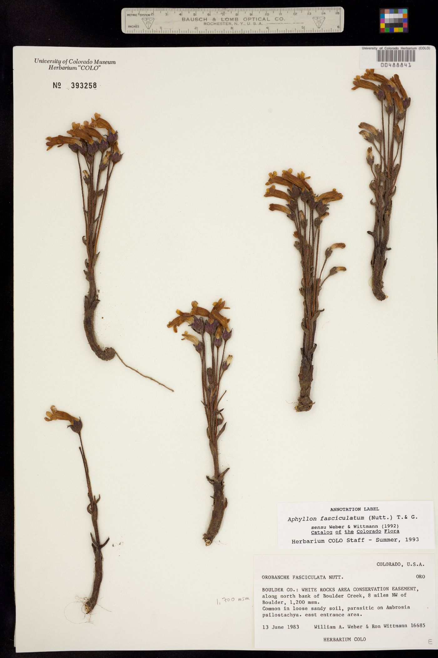 Orobanche fasciculata image