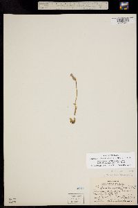 Orobanche fasciculata image